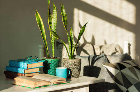 Distance home education: pile of books in colorful covers, glasses, cup of tea and Sansevieria (snake plant) in ceramic pots on a white table on the background of a bed with decorative pillows.の写真素材