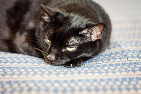 black cat lies on a blue blanket, close-up, selective focusの写真素材