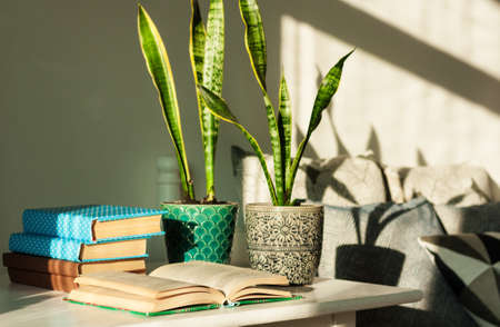 Distance home education: pile of books in colorful covers, glasses, cup of tea and Sansevieria (snake plant) in ceramic pots on a white table on the background of a bed with decorative pillows.の写真素材