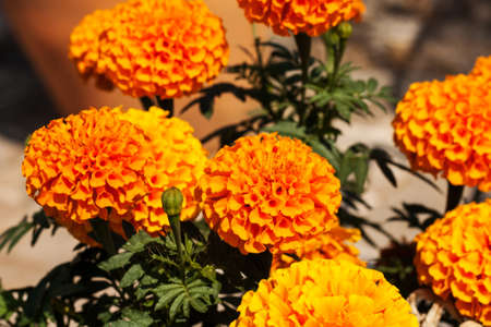 yellow marigolds in the autumn parkの写真素材