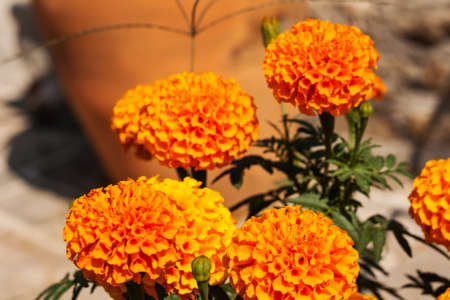 yellow marigolds in the autumn parkの写真素材