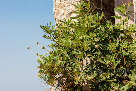 plants grow on an ancient fortress in The Old Town of Budva, Montenegro,の写真素材