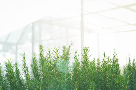 Close Up Rosemary Herb Garden in Glass house. Fresh rosemary shrubs in garden.の写真素材