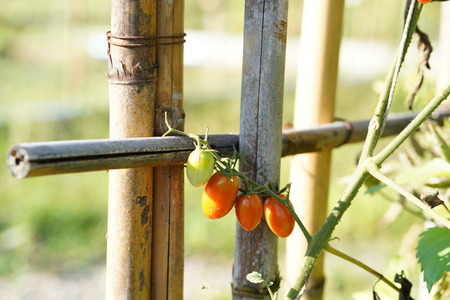 Small red and green tomatoes in the garden.の写真素材