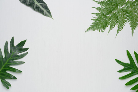 Real tropical leaves on white wooden background. Botanical nature concepts. flat lay top view.