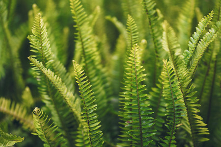 Beautiful Sword Fern or Fishbone Fern leaves background.の写真素材