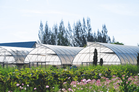 Greenhouse planting vegetable. Greenhouses in a farm.の写真素材