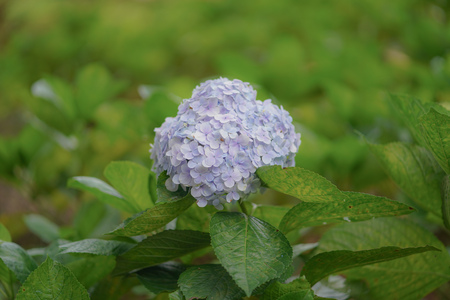 Beautiful Hydrangea Flowers, Hydrangea Macrophylla Blooming in The Garden.