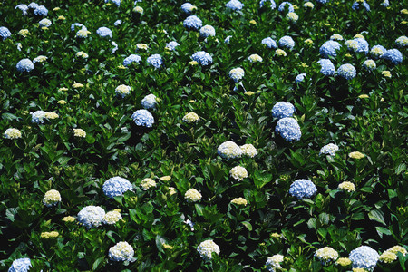 Hydrangea flowers are blooming in Dalat's garden.の写真素材