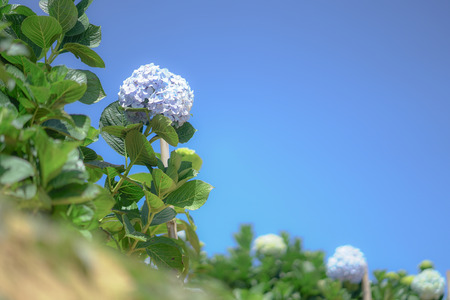 Beautiful Hydrangea Flowers, Hydrangea Macrophylla Blooming in The Garden.の写真素材