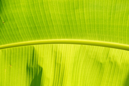 Closeup of green banana leaf background.の写真素材