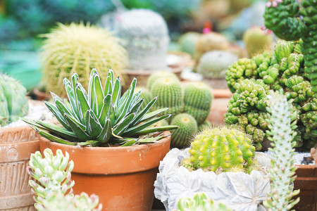 Cactus in pots for those who like ornamental plants.の写真素材