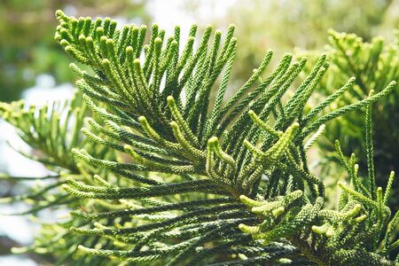 Araucaria Heterophylla - Norfolk Island Pine Close up.