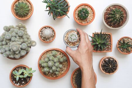 Hand picked cactus in clay pots on light wooden background. Top view.