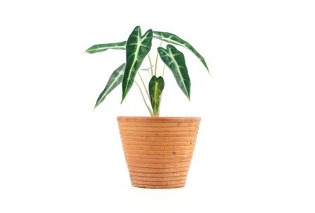Alocasia Bambino Arrow in clay pot isolated on white background.の写真素材