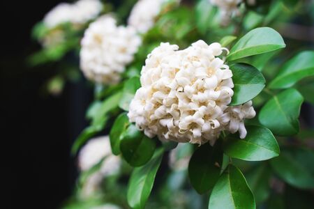 White orange jasmine flower with green leaves blooming on tree in the garden. Thai orange Jasmine,...