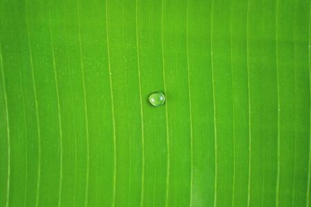 Water drop on banana leave. Selective focus.の写真素材