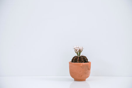 The white cactus flowers blooming in the pot on white background.の写真素材