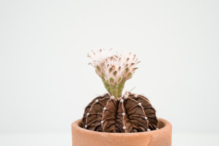 Gymnocalycium mihanovichii cactus white flowers blooming on white background.