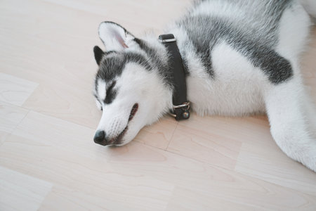 Siberian husky puppy sleeping on the floor.の写真素材