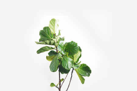 Green leaves of fiddle-leaf fig tree (Ficus lyrata). Fiddle leaf fig tree on white background.の写真素材