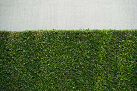 Green leaves plant wall. Green tree wall fence with concrete wall. Ficus annulata or Banyan Tree...