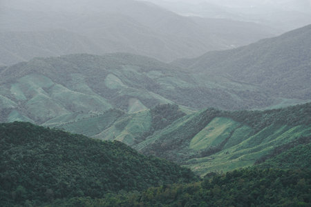 Panoramic landscape picture of fresh green rain forest and mountain background.の写真素材