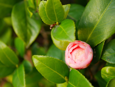 Maiden camellia budの写真素材