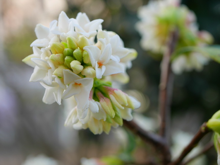 White Flower daphneの写真素材