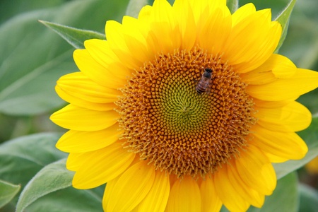 a little bee on sunflowerの写真素材
