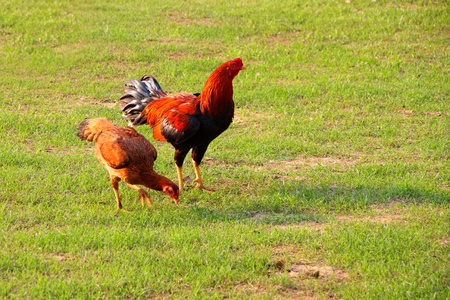 chicken, hen and cock, on green field in evening.の写真素材