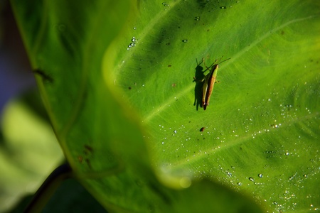 small grasshopper on caladium leaf