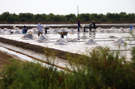 many people working in salt pan, treaditional occupation in Thailandの写真素材