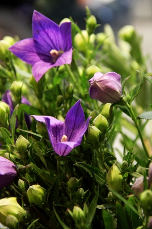 Beautiful bouquet of flowers for celebration and wedding.の写真素材