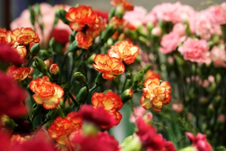 Beautiful carnation flowers or oranges in the flowerbedの写真素材