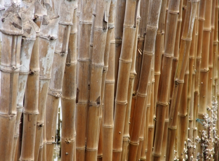 row of cane or bamboo on the esteuryの写真素材