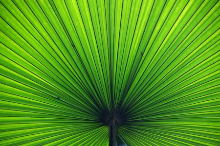 background from green plam leafの写真素材