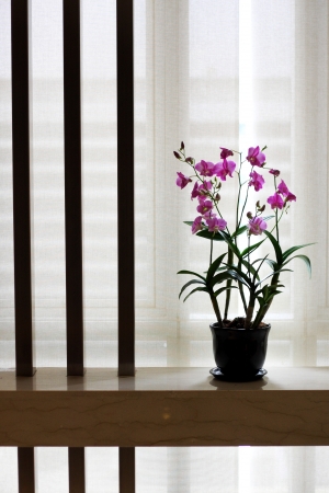pink orchid in flowerpot near the window の写真素材