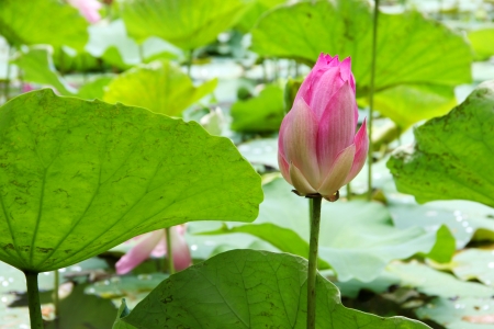 Flower, pink lotus in pond.の写真素材