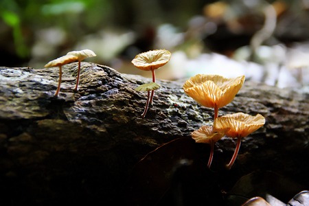 Fungus on a rotted fallen tree.