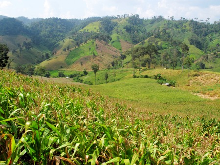 Agriculture in northern part of Thailand の写真素材