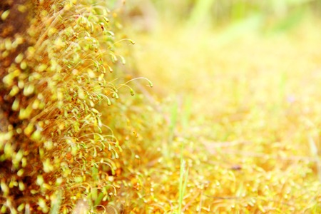 Mossy. Texture and background.の写真素材