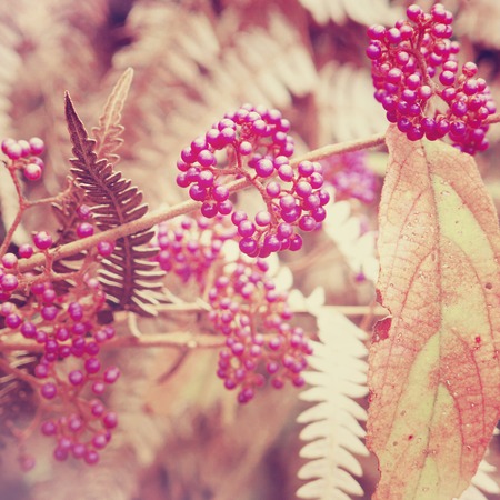 Fruits of climbing plants.の写真素材