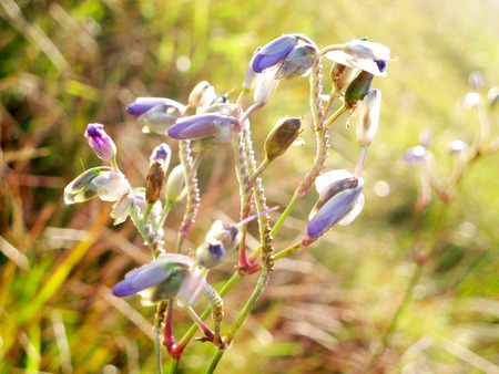 Purple flower field, Ngon Nak (Murdannia giganteum) in pine tree forest at Phu Soi Dao national park, Thailand.の写真素材