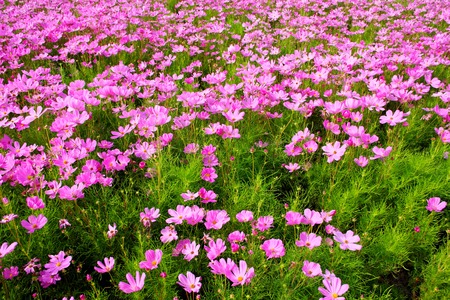 Pink cosmos fieldの写真素材
