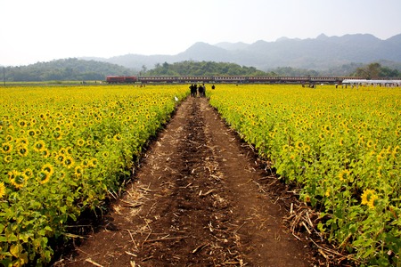 Sun flowers fieldのeditorial素材