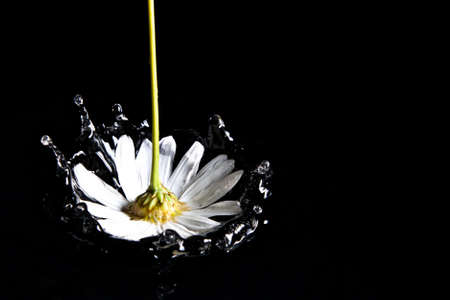 Flower fallingの写真素材