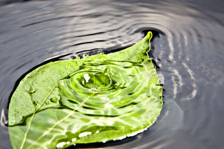 Leaf on water 