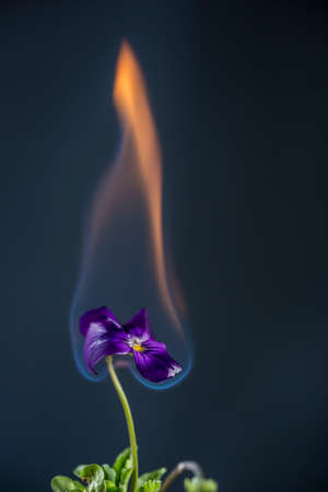 A flower that is set isolated on a black bacgroundの写真素材