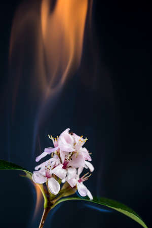 A flower that is set isolated on a black bacgroundの写真素材